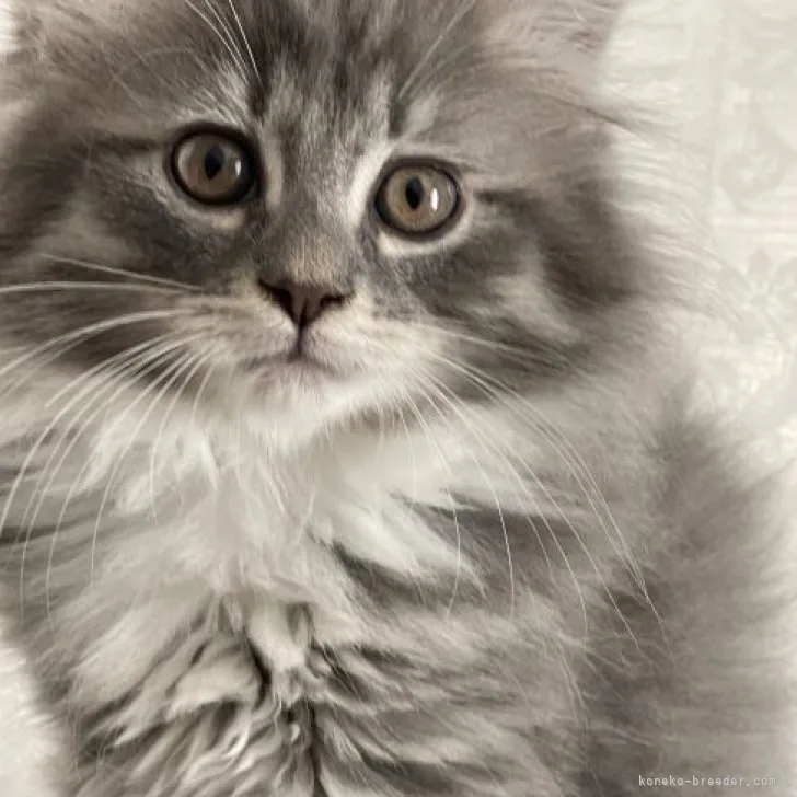 ID：2304-02436の子猫