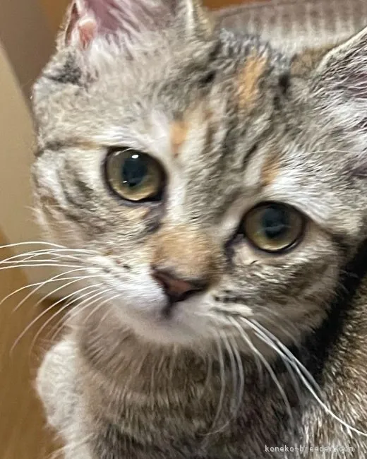 ID：2204-00544の子猫