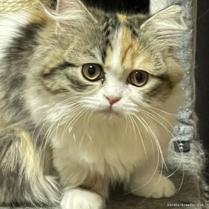 ID：2212-02282の子猫