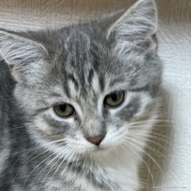 ID:2305-02816の子猫
