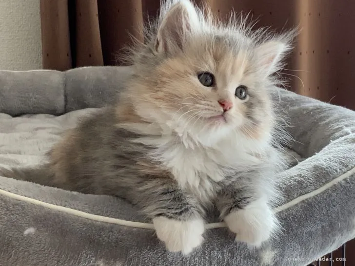 ID：2112-01030の子猫