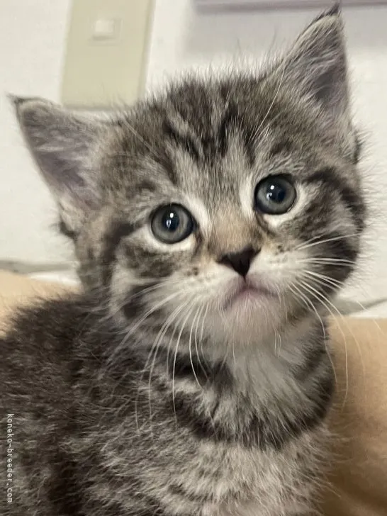 ID：2201-01368の子猫