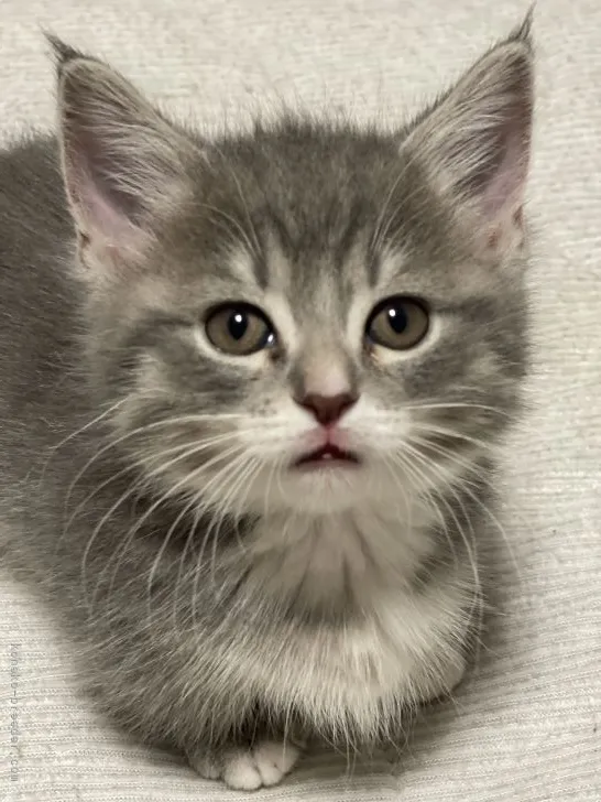 ID：2108-02117の子猫