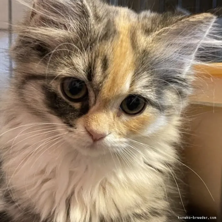 ID：2305-02812の子猫