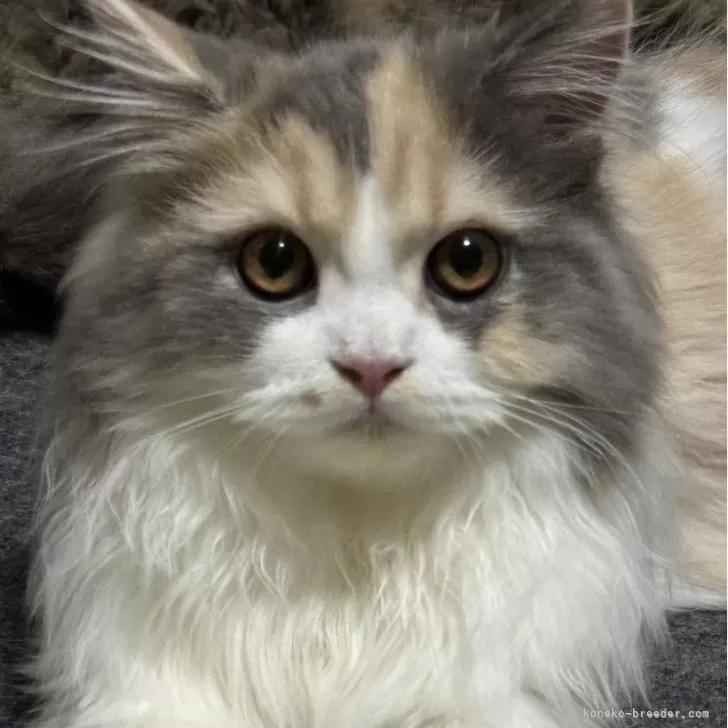 かじやけ 様のお迎えした子猫