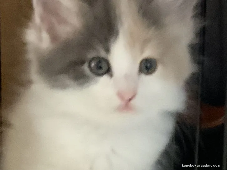 ID：2009-00784の子猫