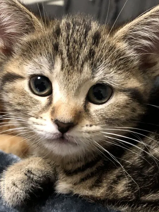 ID:1912-01426の子猫