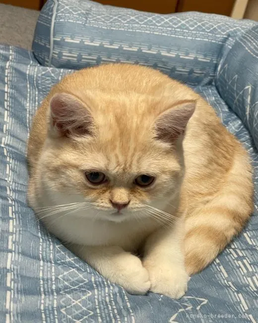 ID：2202-01855の子猫