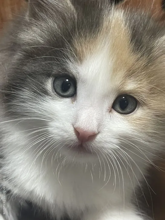 Y.W 様のお迎えした子猫