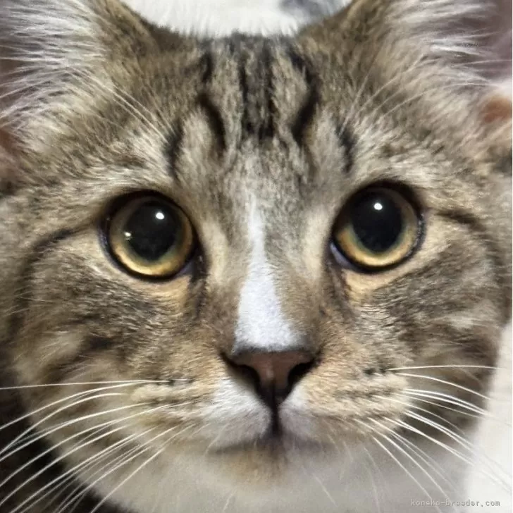 popee6901 様のお迎えした子猫