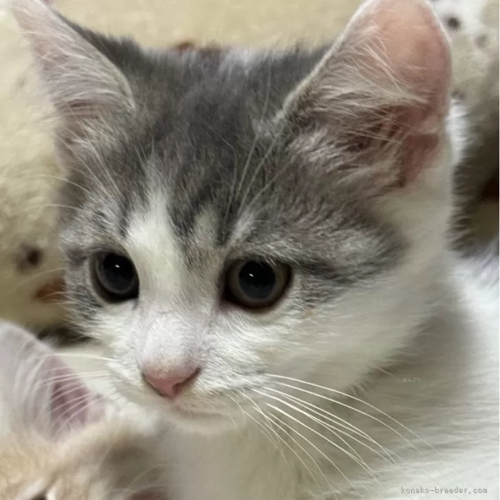 ID：2402-02137の子猫