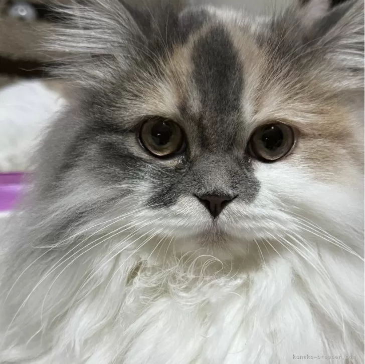ID：2310-00468の子猫
