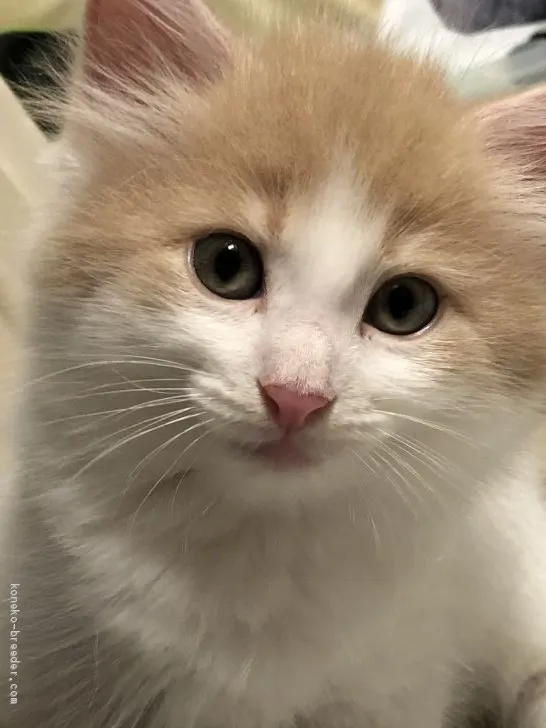 ID：2009-00959の子猫