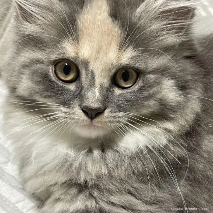 ID:2210-00105の子猫