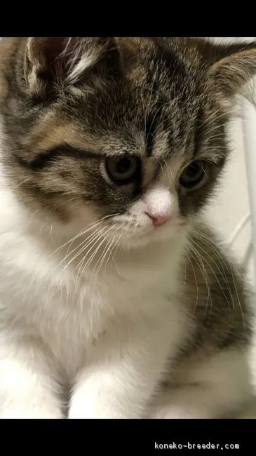 ID:1910-01145の子猫