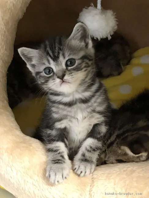 ID:1912-01425の子猫