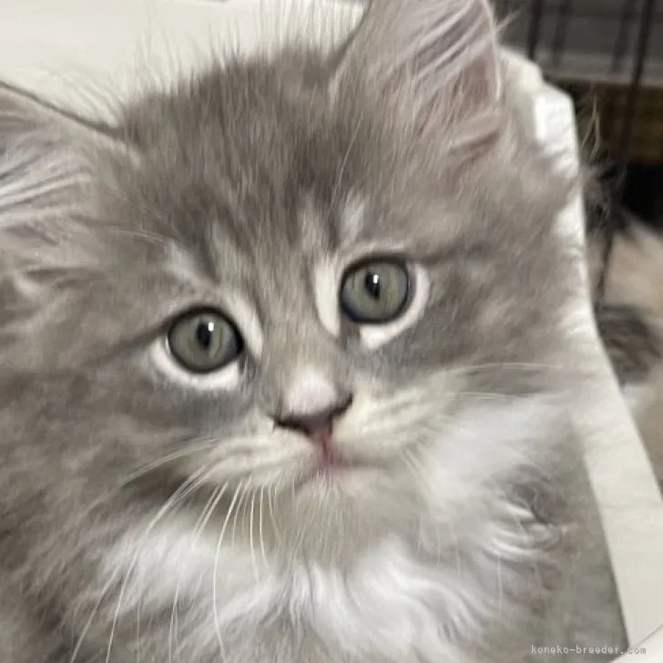ID：2309-01039の子猫