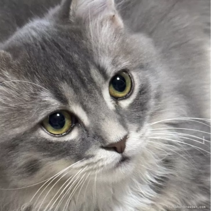 アサバ　トシユキ 様のお迎えした子猫
