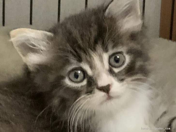 ID：2009-01915の子猫