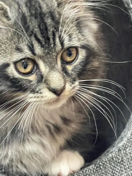 ID:2103-01346の子猫