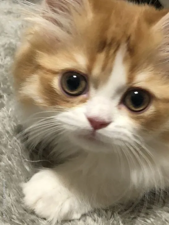 ID：2002-00661の子猫