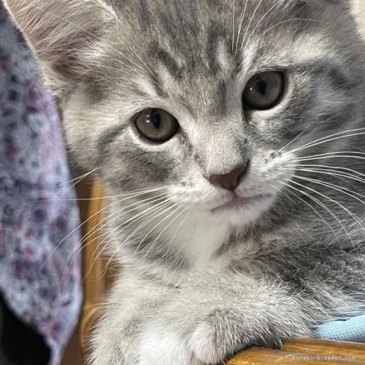 ID:2206-01327の子猫