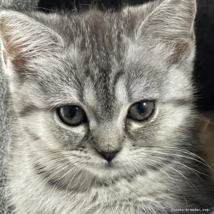 ID：2209-02220の子猫