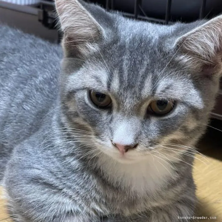 ID:2206-00548の子猫