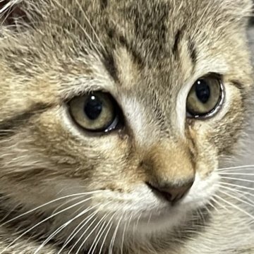 マンチカン(短足)【埼玉県・男の子・2023年1月4日・ブラウンタビー&ホワイト】の写真「チビだけどまん丸、可愛い短足君💕」