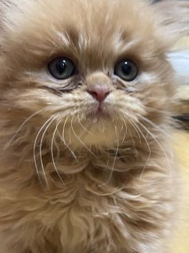 ミヌエット【埼玉県・男の子・2022年3月7日・レッドタビー】の写真「テディベアのような男の子💖」
