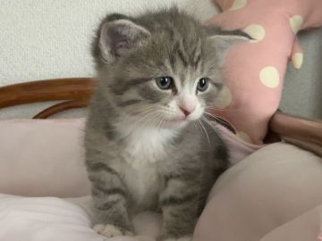 マンチカン(長足)【埼玉県・女の子・2020年7月8日・ブルータビー&ホワイト】の写真「優しいお顔の足長ちゃん❤️」