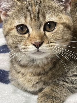 ミヌエット【埼玉県・女の子・2022年1月24日・ブラウンパッチドタビー】の写真「ゴールデンウィーク割引対象猫ちゃん💖」