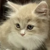 マンチカン(短足)【埼玉県・男の子・2023年7月16日・クリームタビー&ホワイト】の写真1