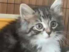 サイベリアン【埼玉県・男の子・2020年8月18日・ブラウンクラシックタビー&ホワイト】の写真1