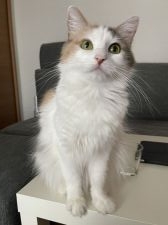 サイベリアン【・女の子・2019年5月3日・キャリコ】