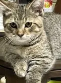 マンチカン(短足)【埼玉県・男の子・2023年1月4日・ブラウンタビー&ホワイト】の写真3