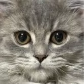 サイベリアン×ミヌエット【埼玉県・男の子・2023年8月30日・ブルータビー】の写真3