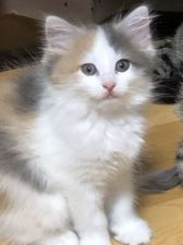 サイベリアン【・女の子・2019年5月3日・キャリコ】「小さい時のノンノン❤️」