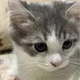 マンチカン(短足)【埼玉県・男の子・2023年12月31日・ブルー&ホワイト】の写真3