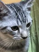 マンチカン(長足)【埼玉県・男の子・2019年6月2日・シルバーマッカレルタビー】の写真4