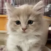 マンチカン(短足)【埼玉県・男の子・2023年7月16日・クリームタビー&ホワイト】の写真4