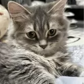 サイベリアン×ミヌエット【埼玉県・女の子・2023年8月30日・ブルータビー&ホワイト】の写真4「✨」