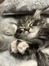 サイベリアン【埼玉県・男の子・2021年2月18日・ブラウンタビー&ホワイト】の写真5「癒されます♪」