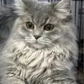 サイベリアン×ミヌエット【埼玉県・男の子・2023年8月30日・ブルータビー】の写真5