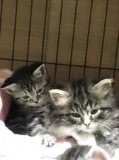 サイベリアン×ミヌエット【埼玉県・女の子・2020年3月18日・ブラックタビー&ホワイト】の写真5「右側」