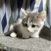 マンチカン(短足)【埼玉県・男の子・2023年12月31日・ブルー&ホワイト】の写真5