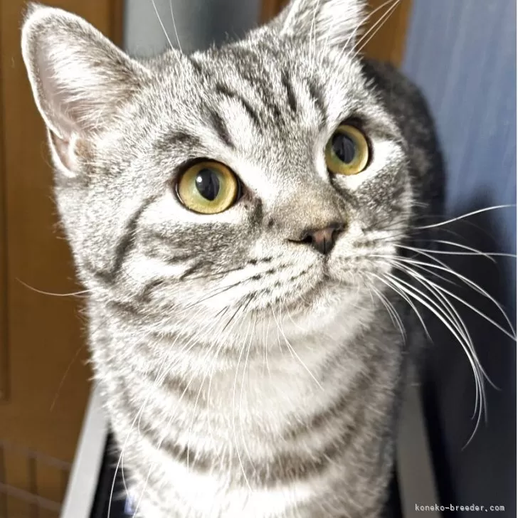 ミヌエット(長足)【埼玉県・男の子・2025年3月3日・シルバータビー】の写真1「✨」