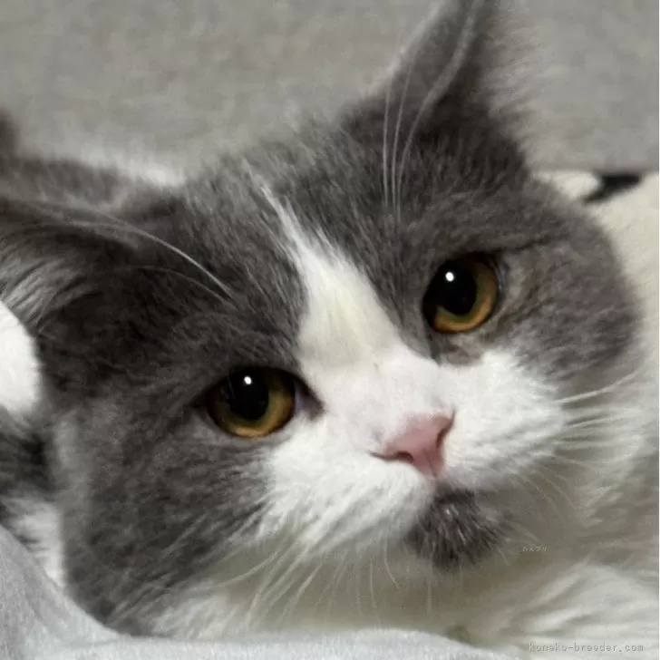 ID：2406-00521の子猫