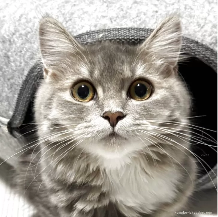 ID：2504-01905の子猫