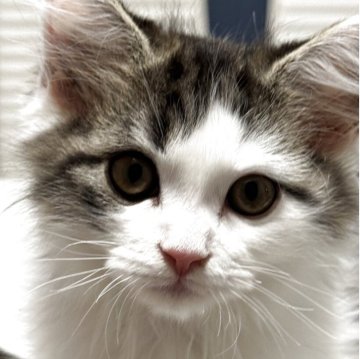 サイベリアン×ミヌエット【埼玉県・男の子・2025年8月4日・ブラウンタビー&ホワイト】の写真「 イケメン🥰」